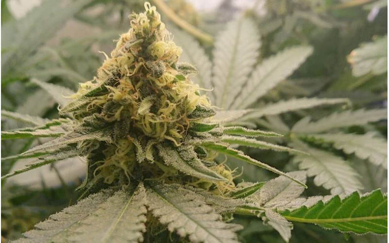 Critical - Royal Queen Seeds Critical - Royal Queen Seeds