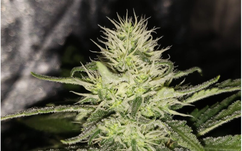 Critical - Royal Queen Seeds Critical - Royal Queen Seeds