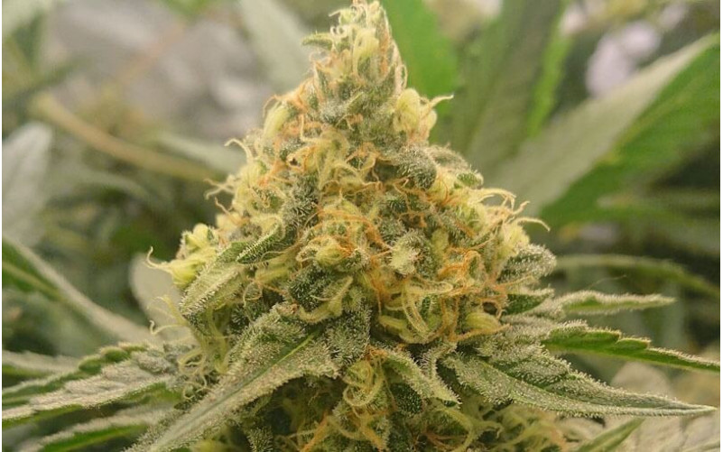 Critical - Royal Queen Seeds Critical - Royal Queen Seeds