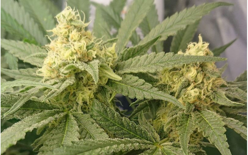 Critical - Royal Queen Seeds Critical - Royal Queen Seeds