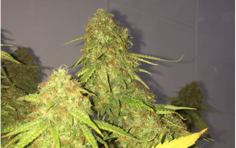 Green Gelato - Royal Queen Seeds Green Gelato - Royal Queen Seeds