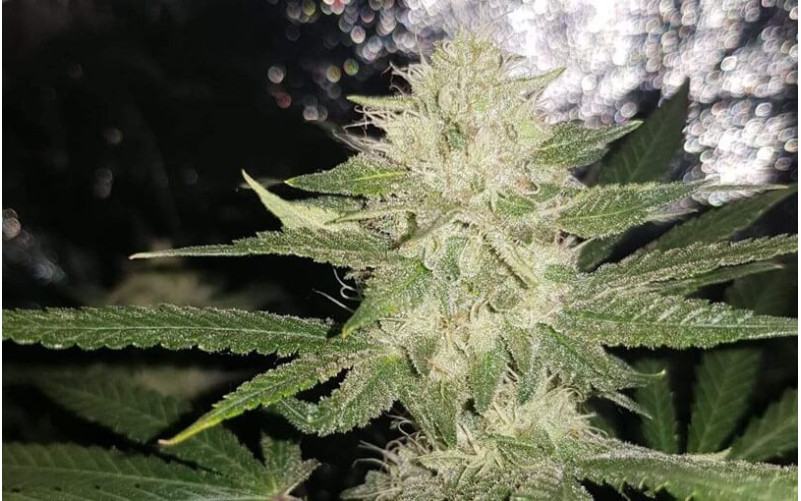 Green Gelato - Royal Queen Seeds Green Gelato - Royal Queen Seeds