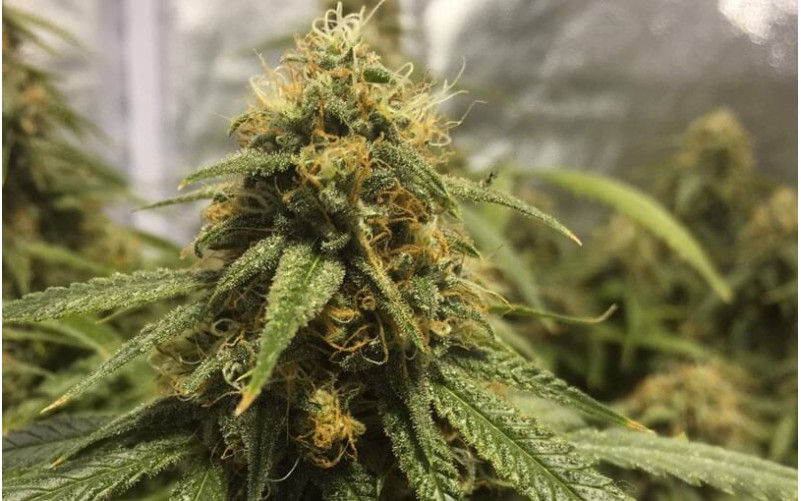 Green Gelato - Royal Queen Seeds Green Gelato - Royal Queen Seeds