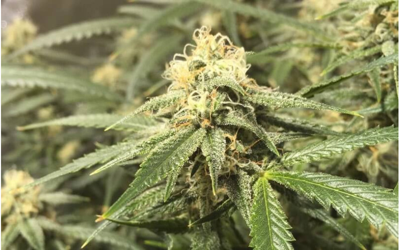 Green Gelato - Royal Queen Seeds Green Gelato - Royal Queen Seeds