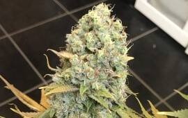 Lemon Shining Silver Haze - Royal Queen Seeds