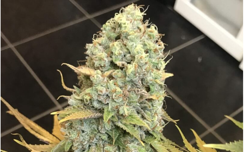 Lemon Shining Silver Haze - Royal Queen Seeds
