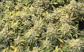 Lemon Shining Silver Haze - Royal Queen Seeds