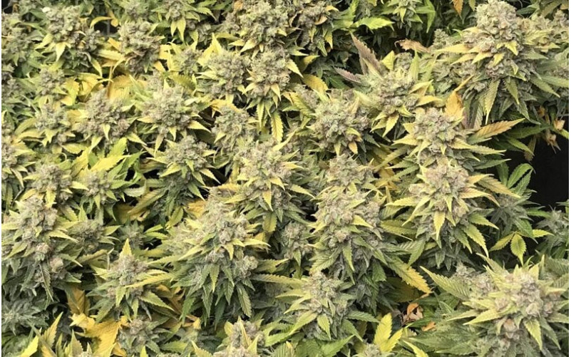 Lemon Shining Silver Haze - Royal Queen Seeds