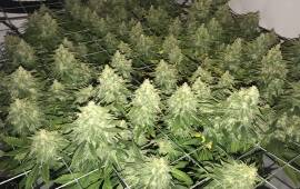 Lemon Shining Silver Haze - Royal Queen Seeds