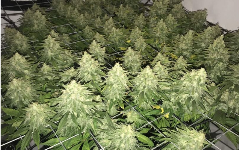 Lemon Shining Silver Haze - Royal Queen Seeds