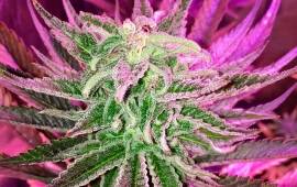 Lemon Shining Silver Haze - Royal Queen Seeds