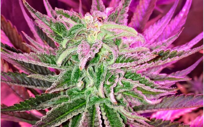 Lemon Shining Silver Haze - Royal Queen Seeds