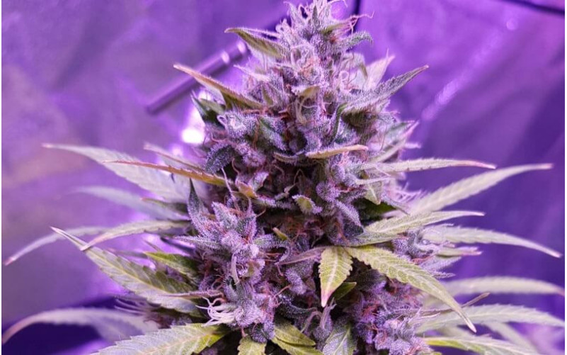 Northern Light Automatic - Royal Queen Seeds Northern Light Automatic - Royal Queen Seeds