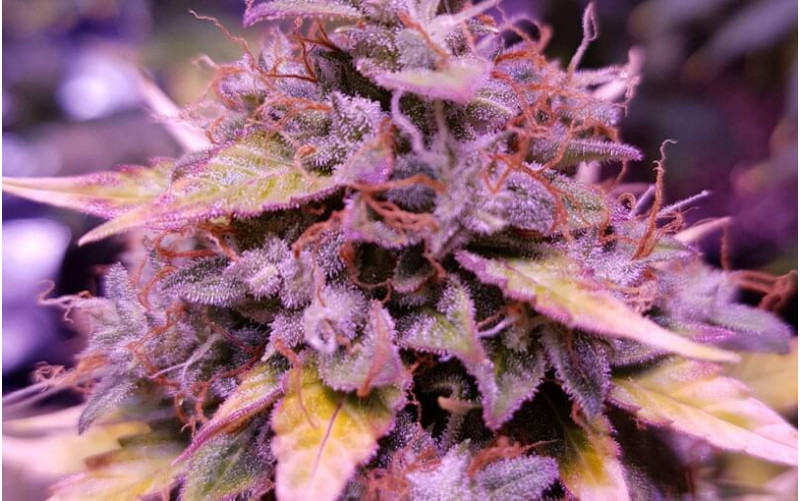 Northern Light Automatic - Royal Queen Seeds Northern Light Automatic - Royal Queen Seeds