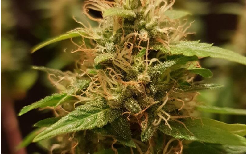 Northern Light Automatic - Royal Queen Seeds Northern Light Automatic - Royal Queen Seeds