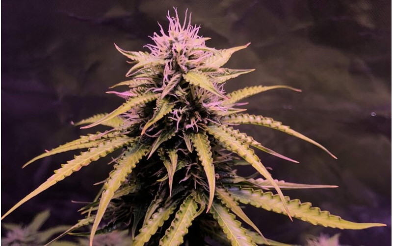 Northern Light Automatic - Royal Queen Seeds Northern Light Automatic - Royal Queen Seeds