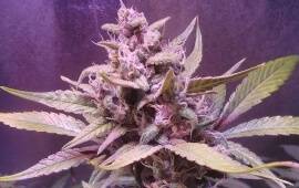 O.G. Kush - Royal Queen Seeds