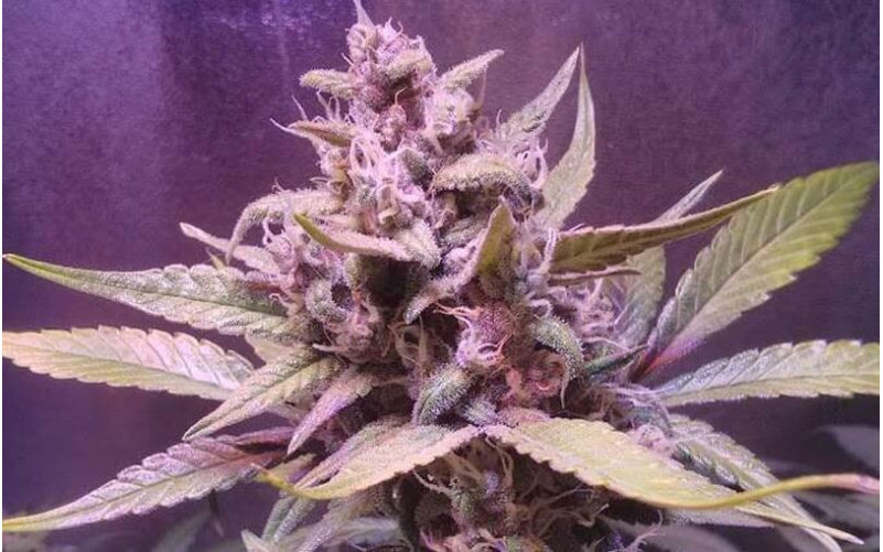 O.G. Kush - Royal Queen Seeds