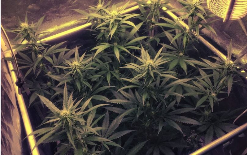 O.G. Kush - Royal Queen Seeds