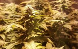 O.G. Kush - Royal Queen Seeds