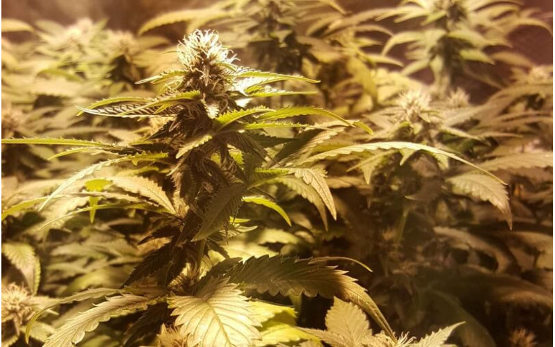 O.G. Kush - Royal Queen Seeds