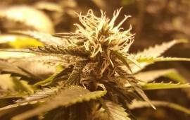 O.G. Kush - Royal Queen Seeds