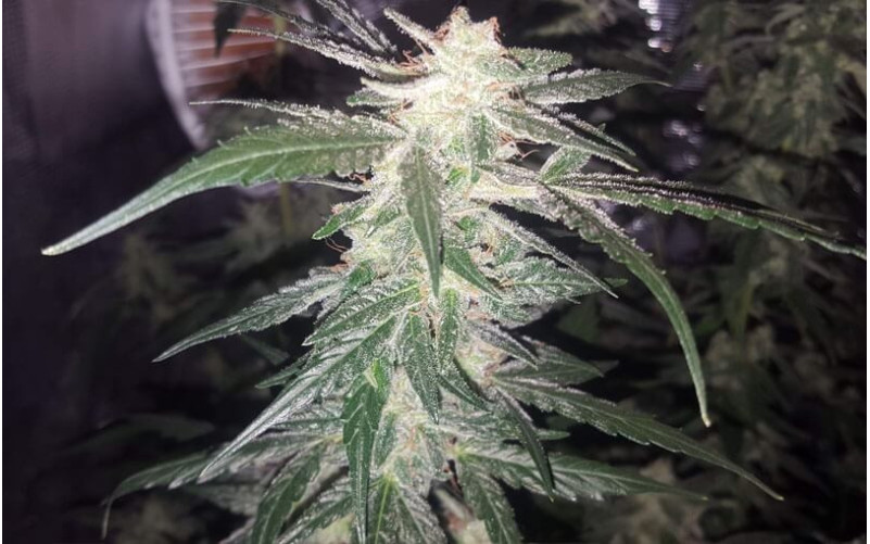 Sour Diesel - Royal Queen Seeds Sour Diesel - Royal Queen Seeds