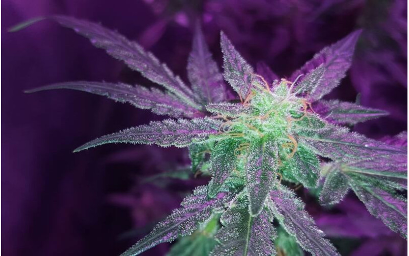 Sour Diesel - Royal Queen Seeds Sour Diesel - Royal Queen Seeds