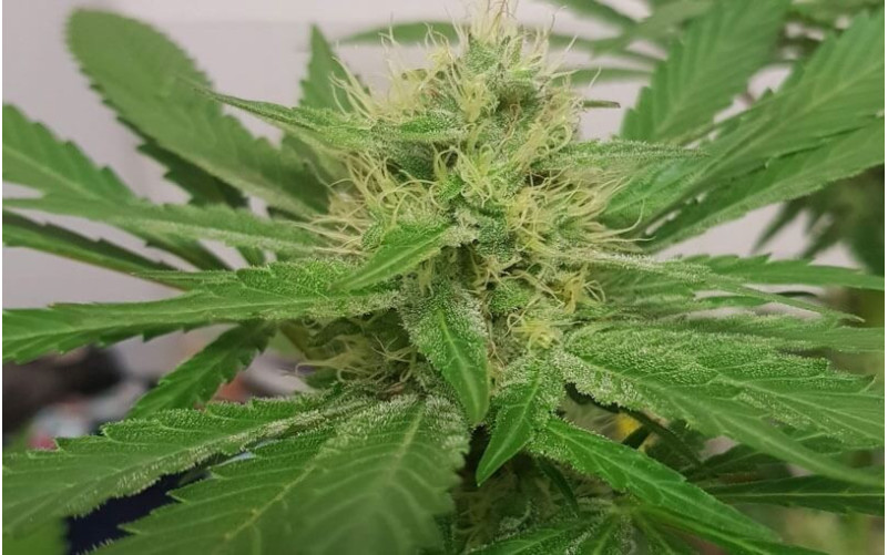 Sour Diesel - Royal Queen Seeds Sour Diesel - Royal Queen Seeds