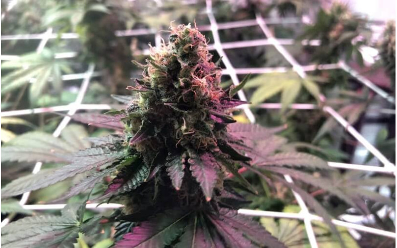 Special Kush 1 - Royal Queen Seeds Special Kush 1 - Royal Queen Seeds