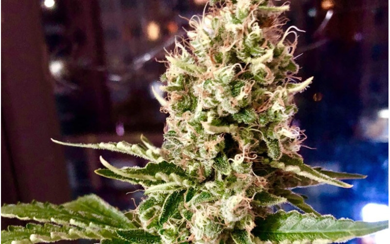 Special Kush 1 - Royal Queen Seeds Special Kush 1 - Royal Queen Seeds