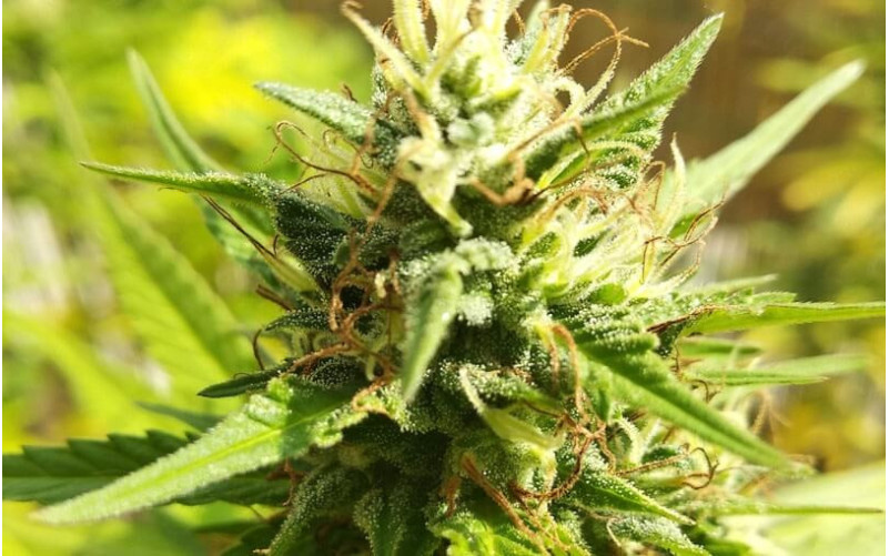 Special Kush 1 - Royal Queen Seeds Special Kush 1 - Royal Queen Seeds