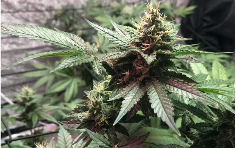 Special Kush 1 - Royal Queen Seeds Special Kush 1 - Royal Queen Seeds