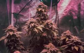 White Widow - Royal Queen Seeds