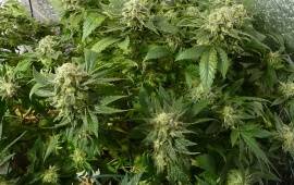 White Widow - Royal Queen Seeds