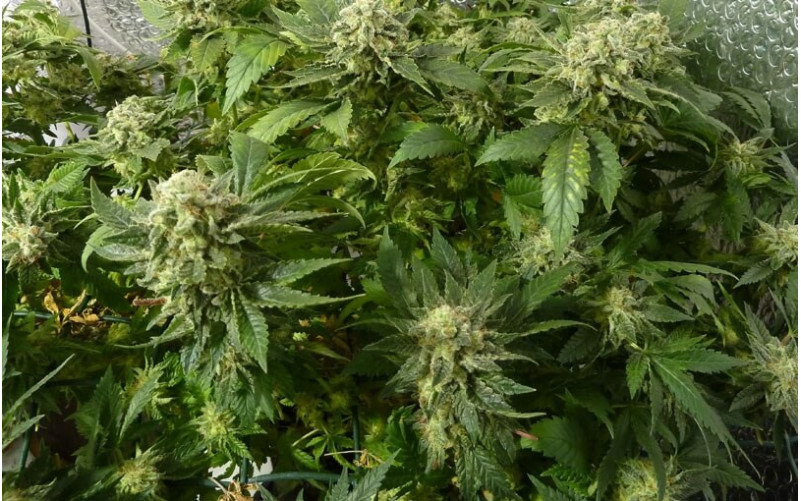 White Widow - Royal Queen Seeds