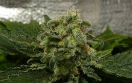 White Widow - Royal Queen Seeds