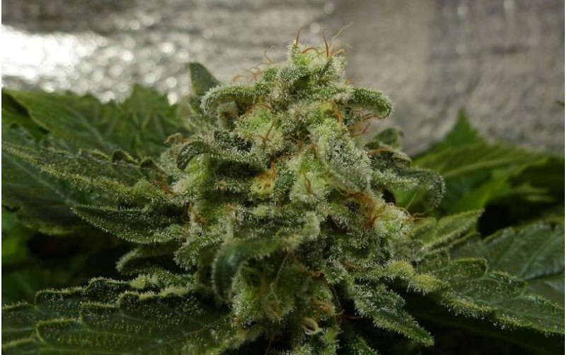 White Widow - Royal Queen Seeds