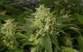 White Widow - Royal Queen Seeds