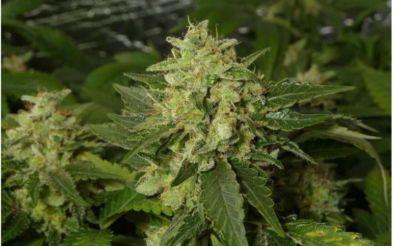 White Widow - Royal Queen Seeds