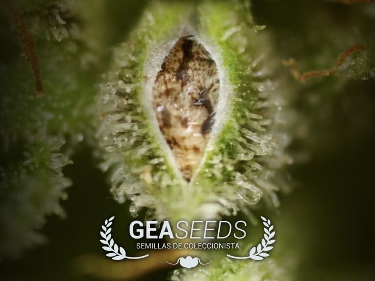 Semillas de cannabis