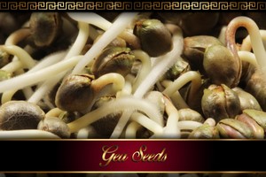 MÉTODOS DE GERMINAÇÃO