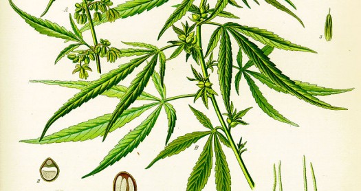 Anatomía del cannabis