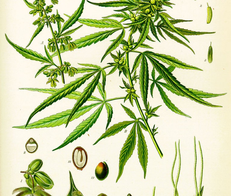 Anatomía del cannabis