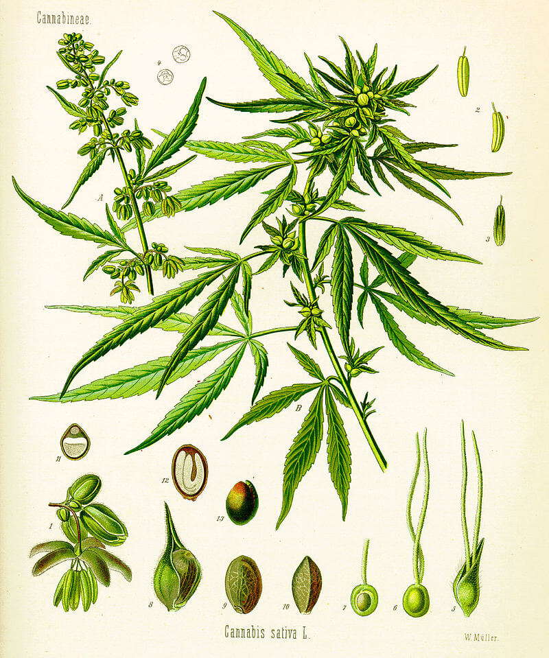 Anatomía del cannabis
