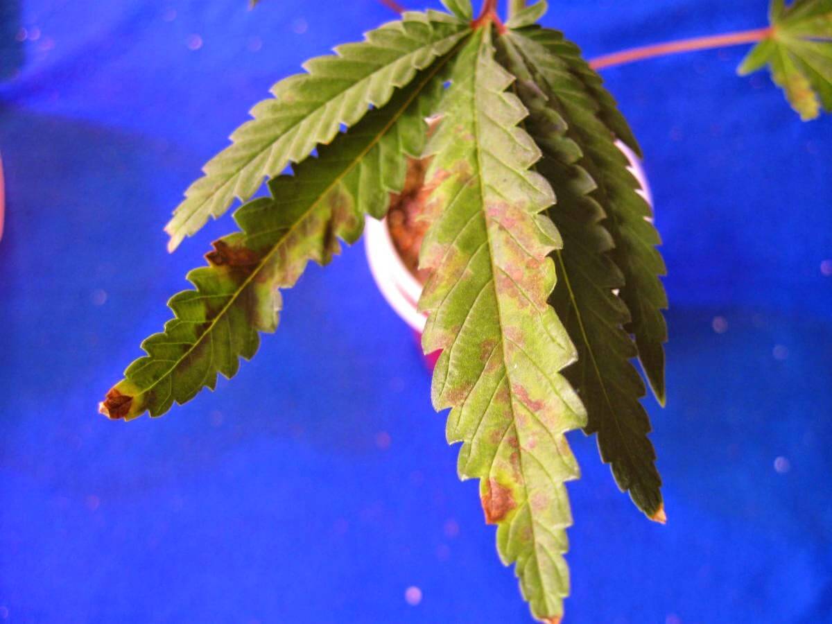 Коричневые пятна у листьев конопли условия хранения марихуаны