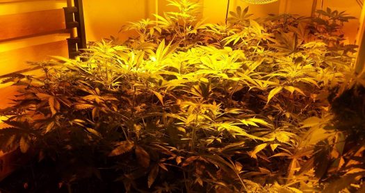 Cultivo de interior