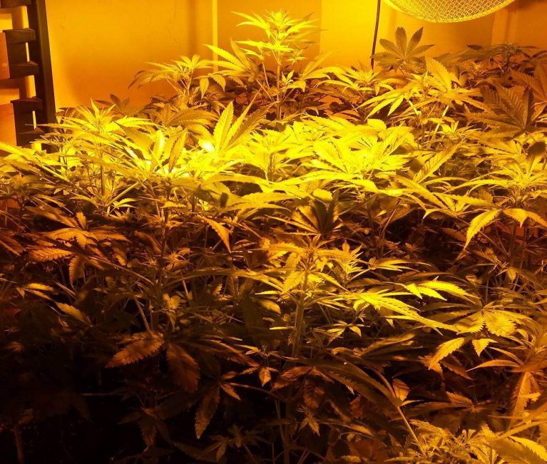 Cultivo de interior