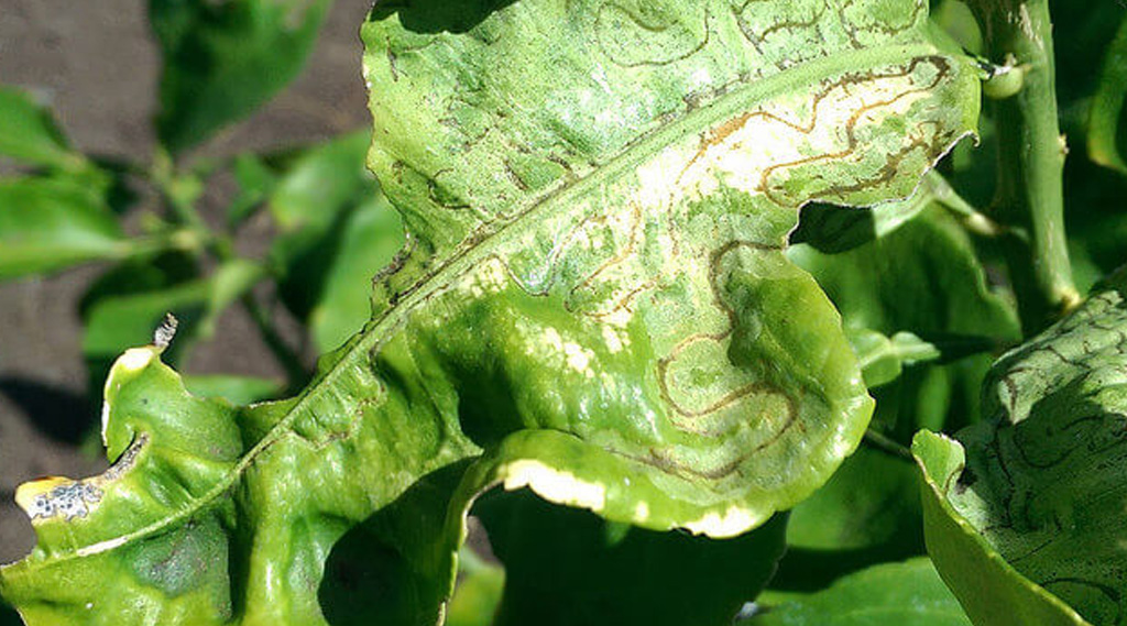 Damages caused by the leafminer insect