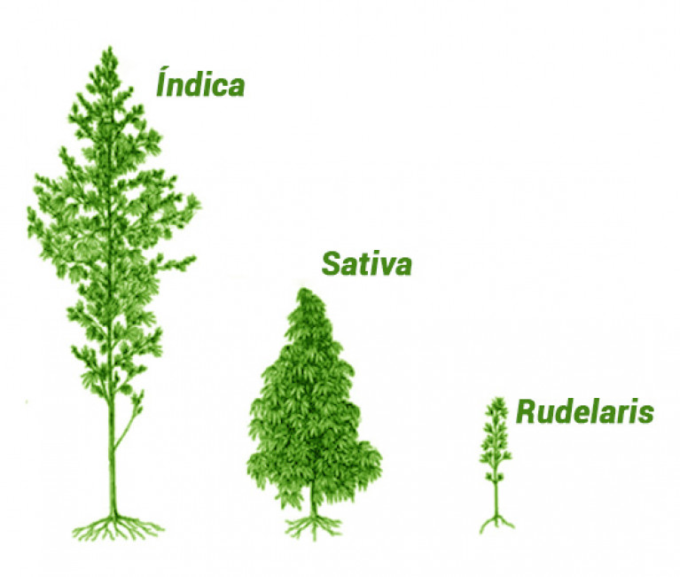 Los distintos tipos de marihuana